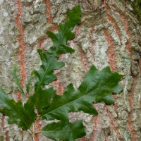 Turkey oak